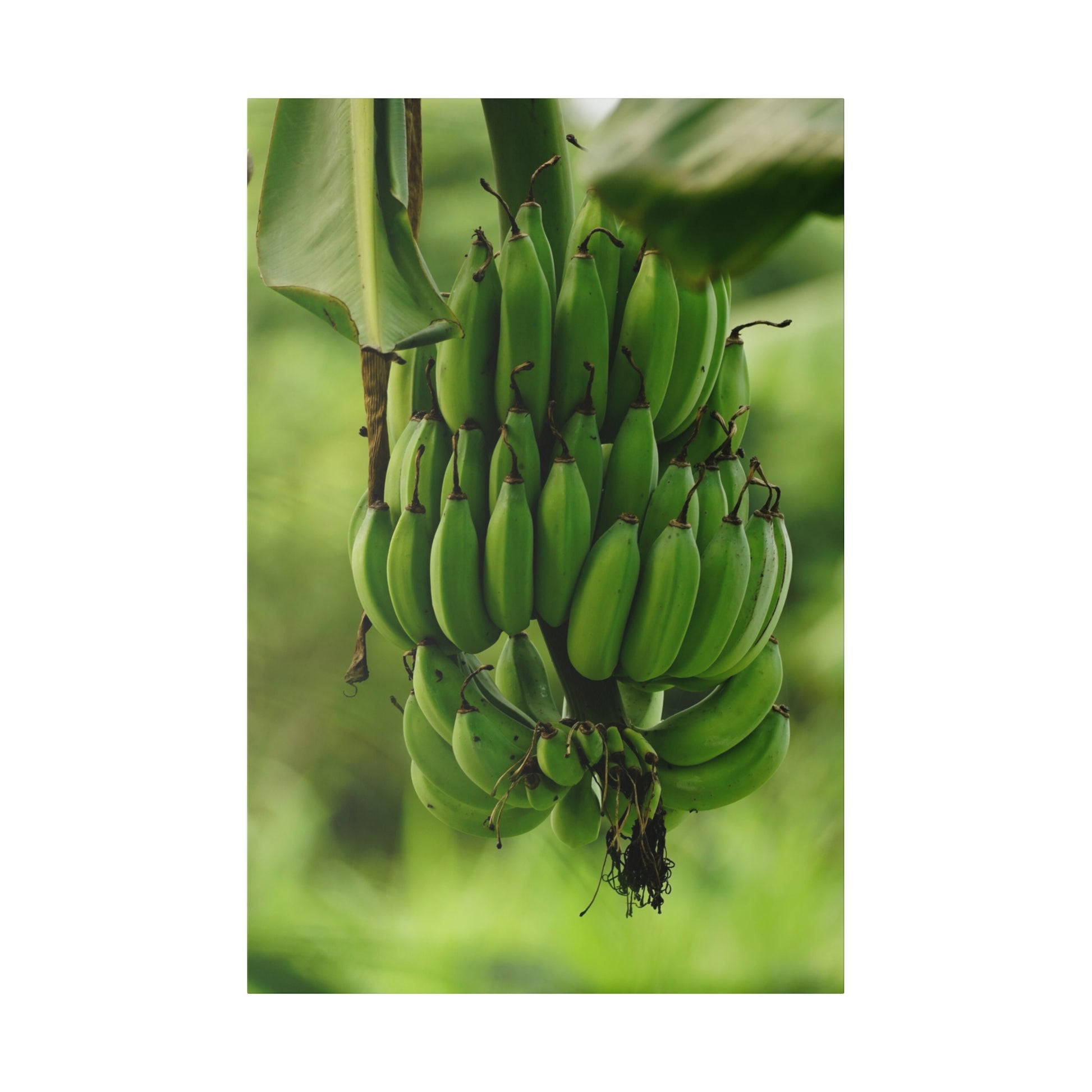 Cluster of green bananas hanging from a banana tree with large green leaves.