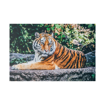 Color photograph of a tiger lying on a rock ledge with orange coat and black stripes, green foliage in the background.