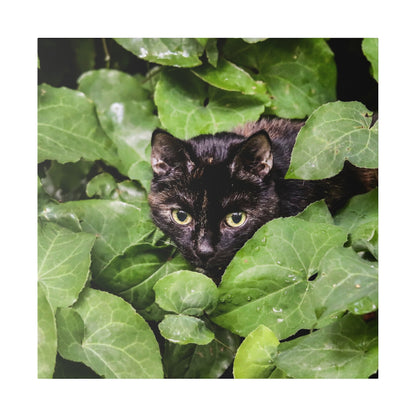 Black cat with yellow eyes hiding among large green ivy-like leaves.