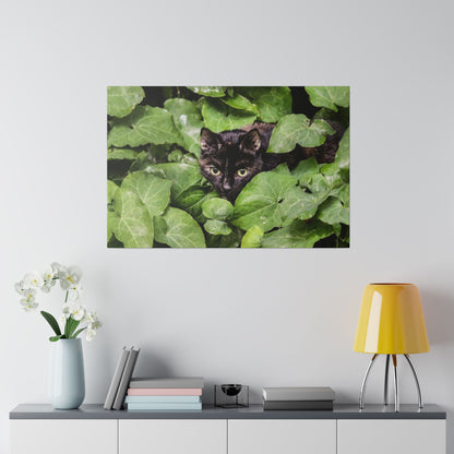 Black cat peeking through dense green ivy leaves in a garden setting.