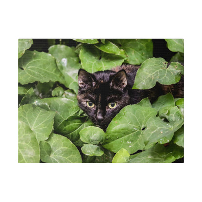 Black cat with green eyes peeks through dense green ivy leaves.