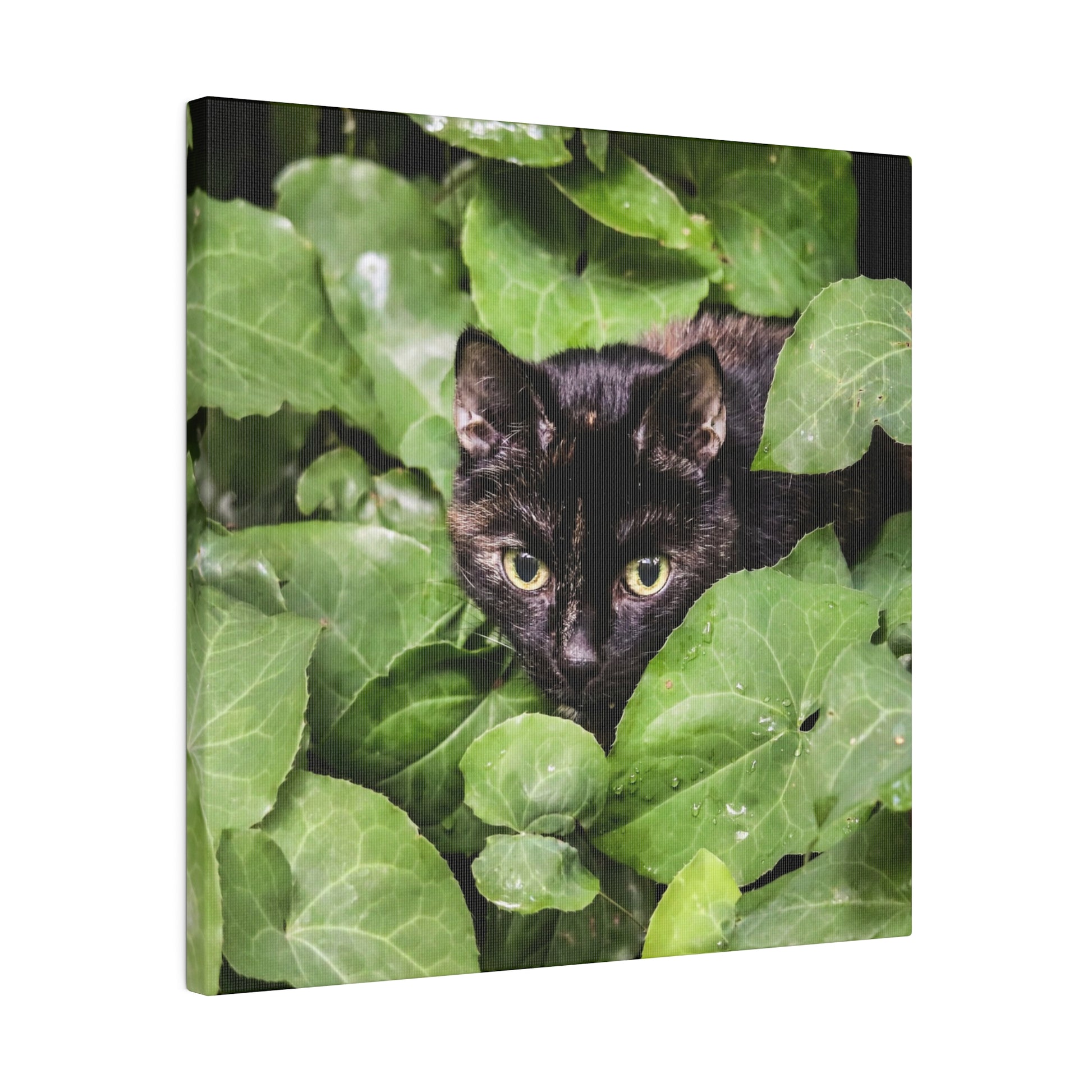 Black cat with yellow eyes peeks from dense green foliage.