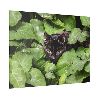 Black cat with green-yellow eyes peeks through dense green ivy leaves.