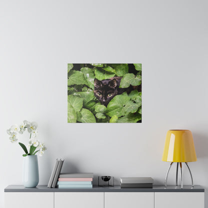 Framed photo of a black cat peering through dense green leaves on a light-gray wall.