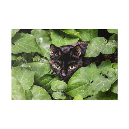 Black cat with yellow-green eyes peeks through dense, wet green ivy leaves.