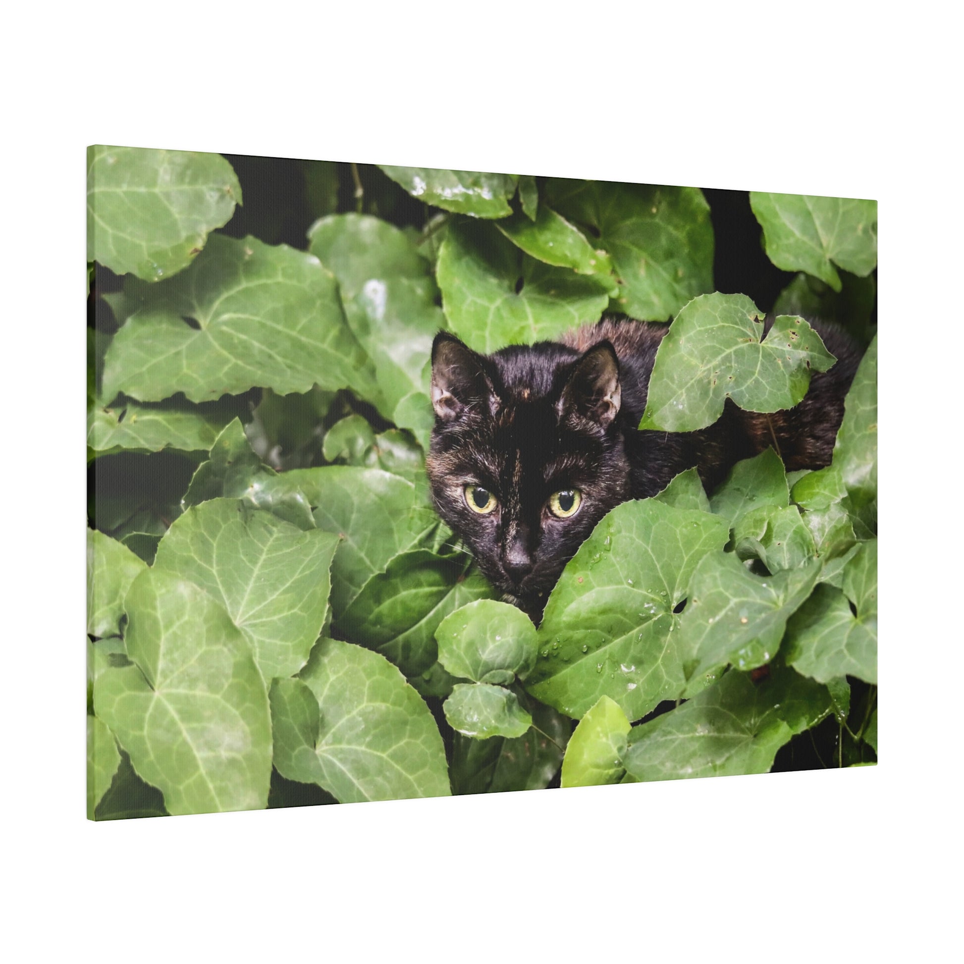 Black cat with yellow eyes hiding among dense green ivy leaves.