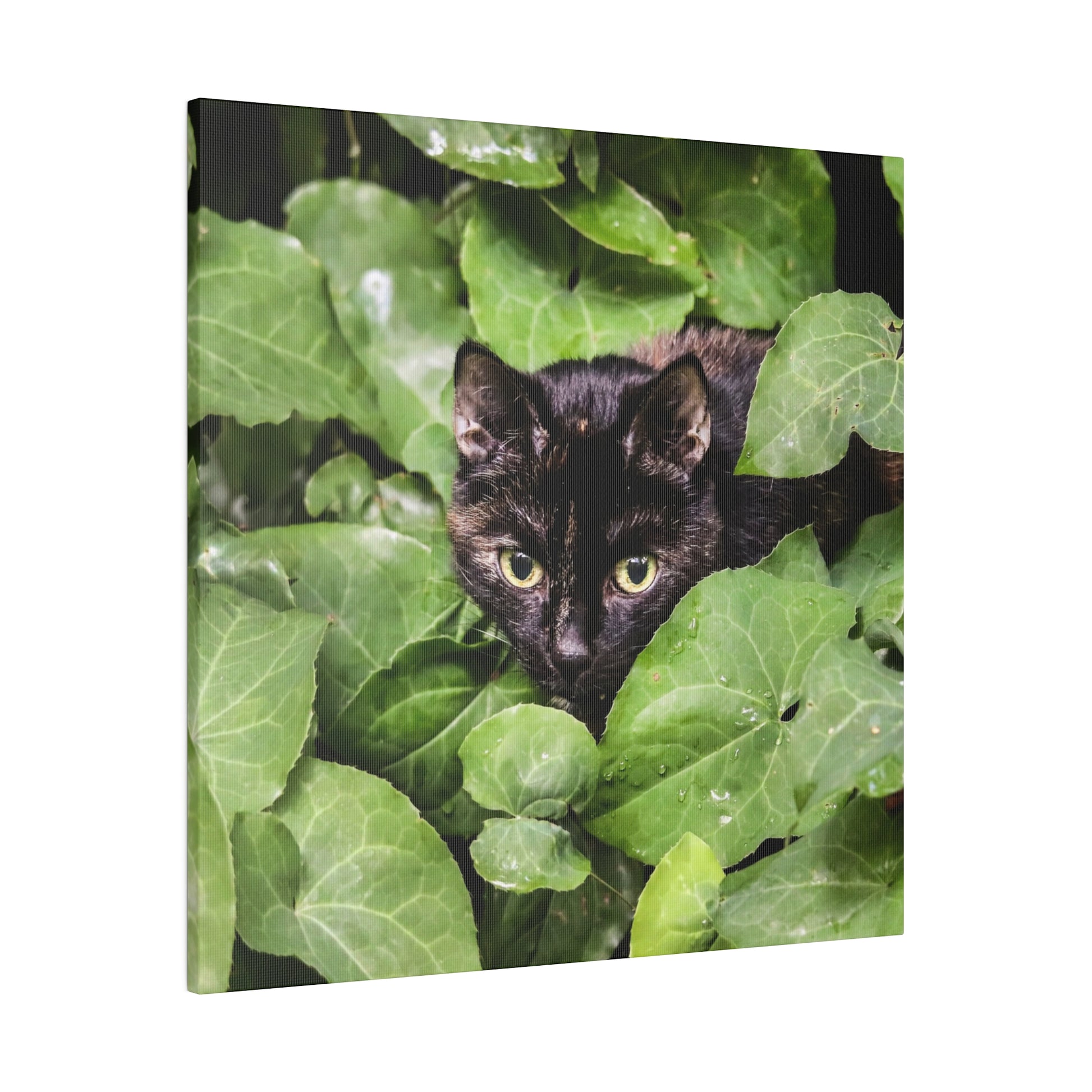 Black cat with yellow eyes peeks through dense green ivy-like leaves.