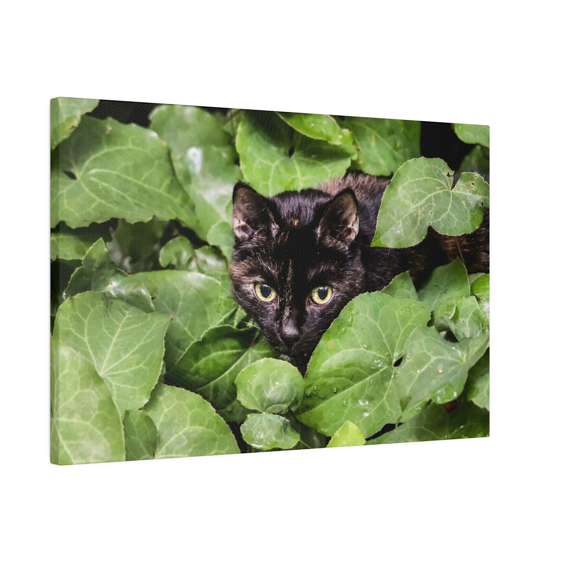 A black cat with bright yellow eyes peers out from thick green ivy leaves.