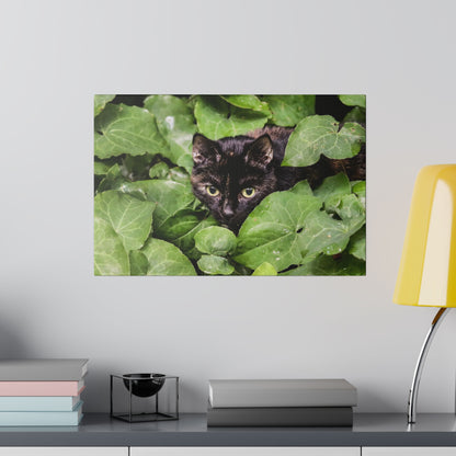 Black cat partially hidden among dense green ivy leaves.