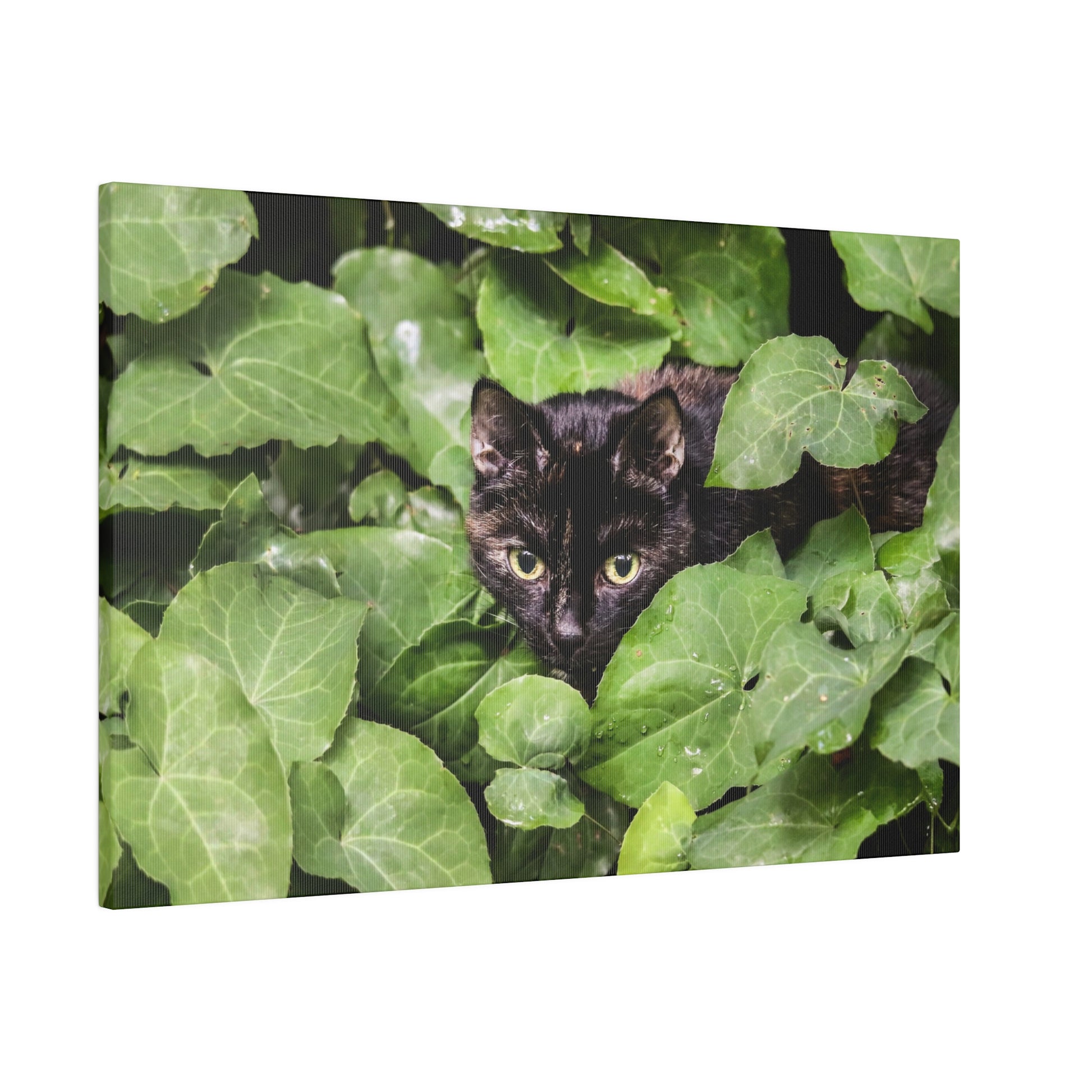Black cat partially hidden among large green leaves, with yellow eyes peering through the foliage.