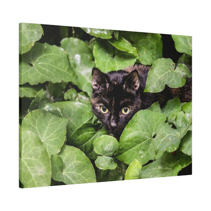 A black cat with yellow eyes peers out from dense green ivy leaves.