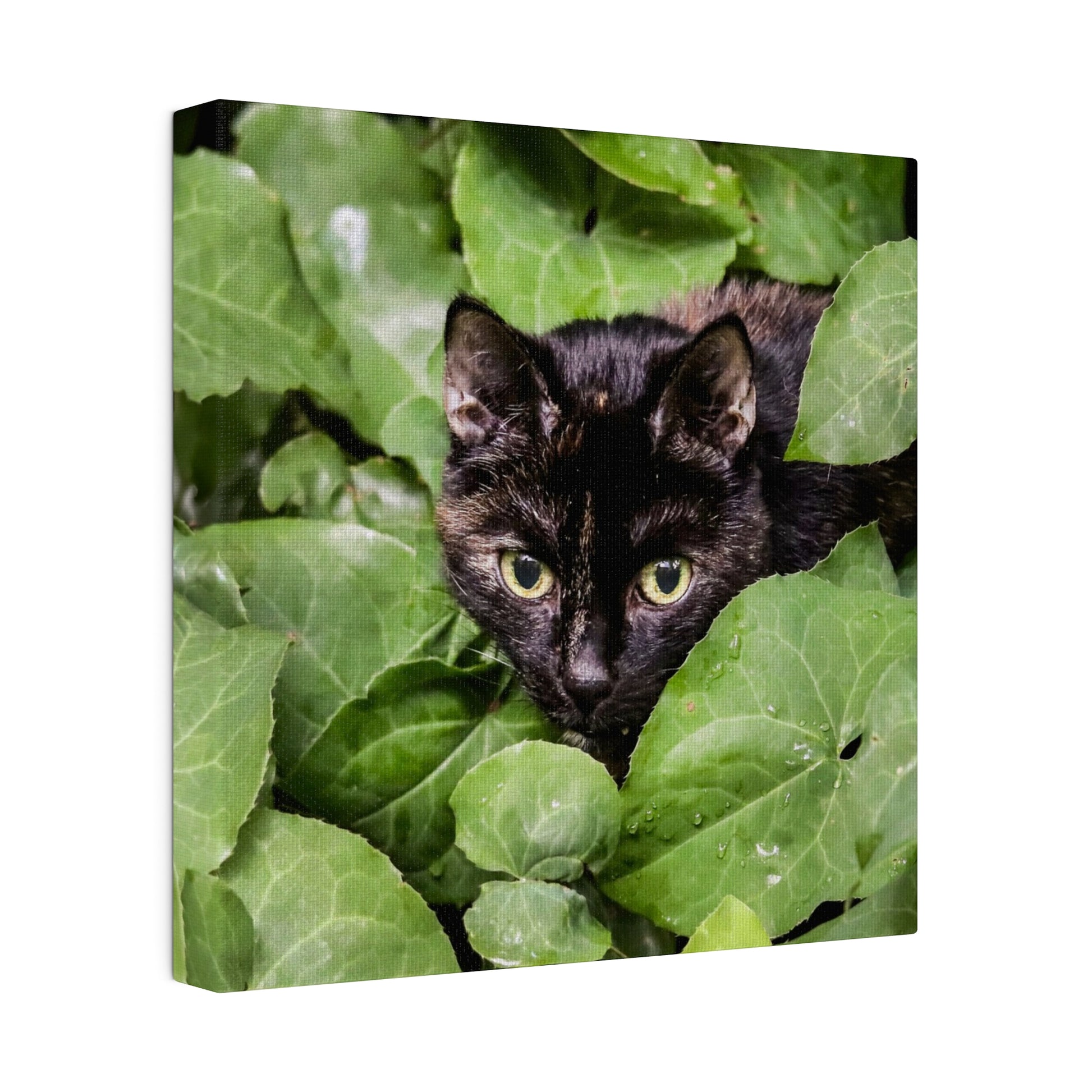 Black cat with yellow eyes emerging from dense green leaves, looking toward the camera.