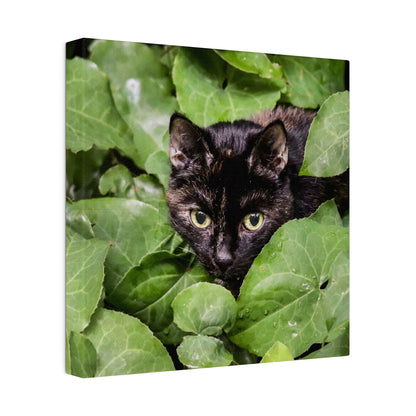 Black cat with yellow eyes emerging from dense green leaves, looking toward the camera.