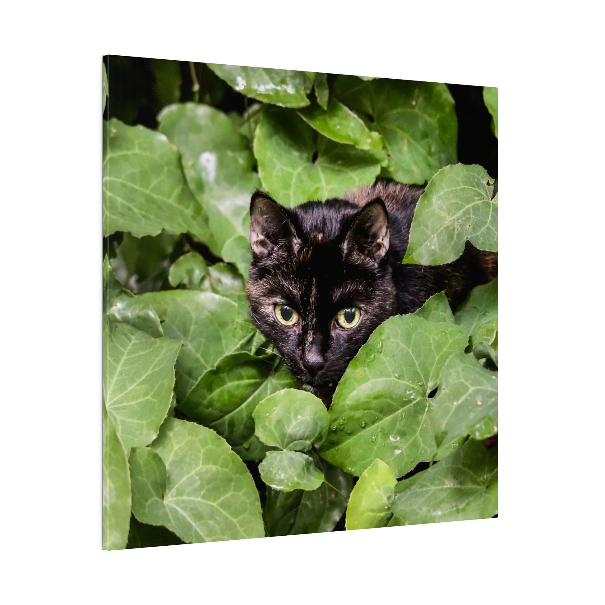 Black cat with yellow-green eyes sits among large green leafy plants, peering through the foliage.