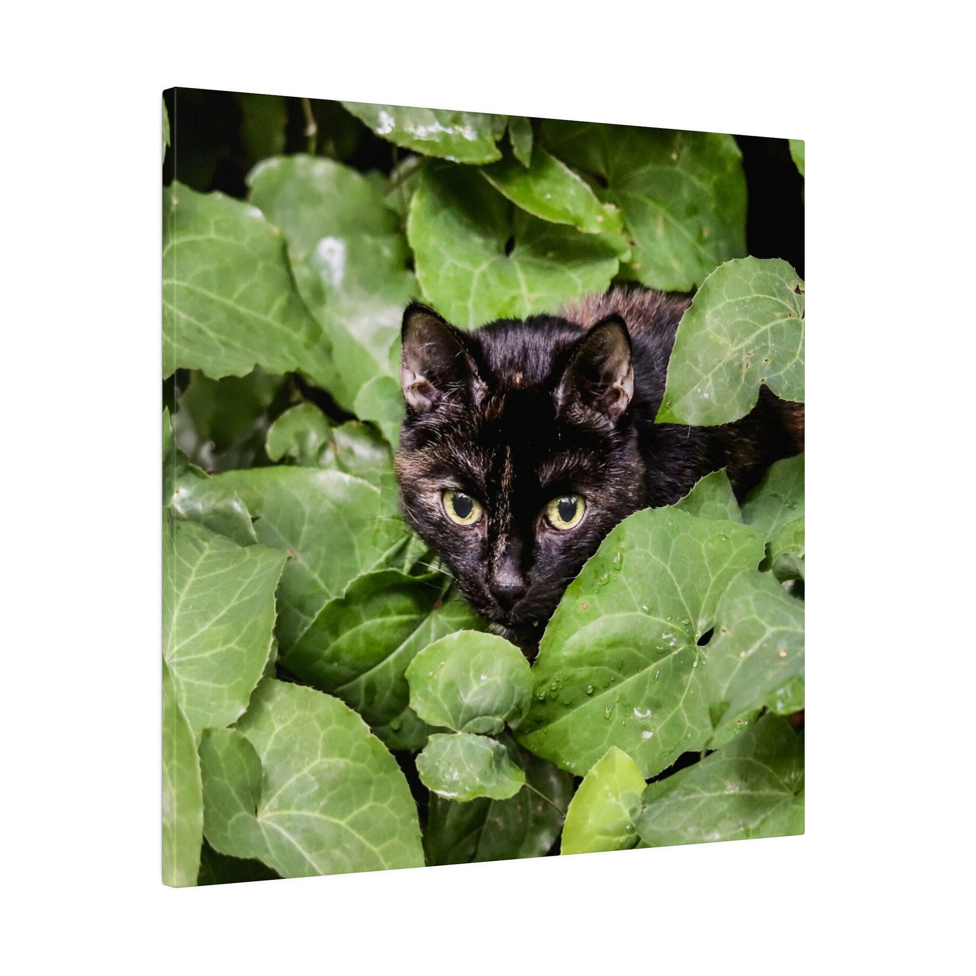 A black cat with yellow-green eyes peeks from dense green leaves.