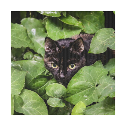Close-up of a black cat peeking through dense green ivy leaves, with yellow eyes staring.