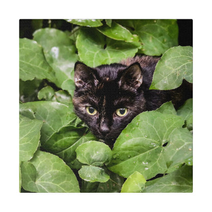 Black cat with amber eyes peeks from dense green ivy.