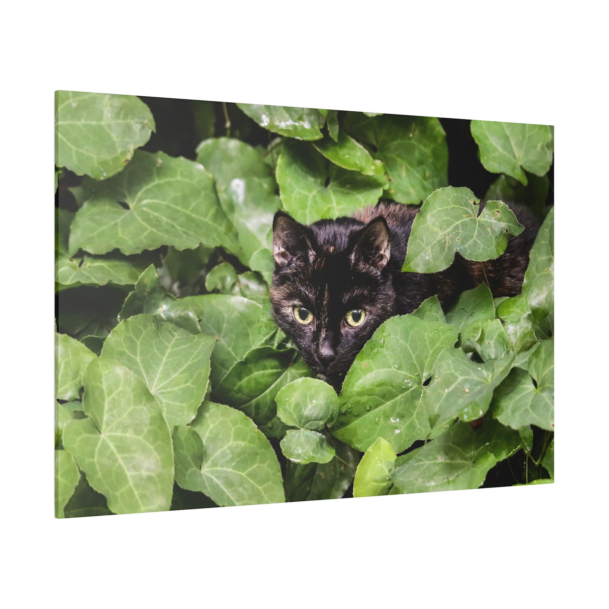 Black cat with yellow eyes nestled among large green ivy leaves.