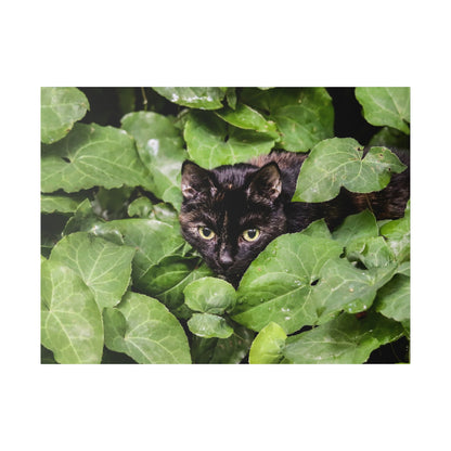 Black cat with yellow-green eyes peering through large green ivy leaves.