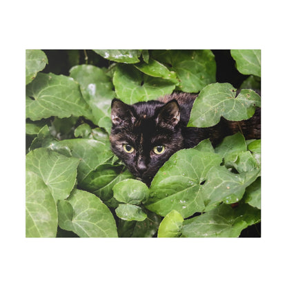 A black cat with yellow-green eyes peers through dense green leaves.