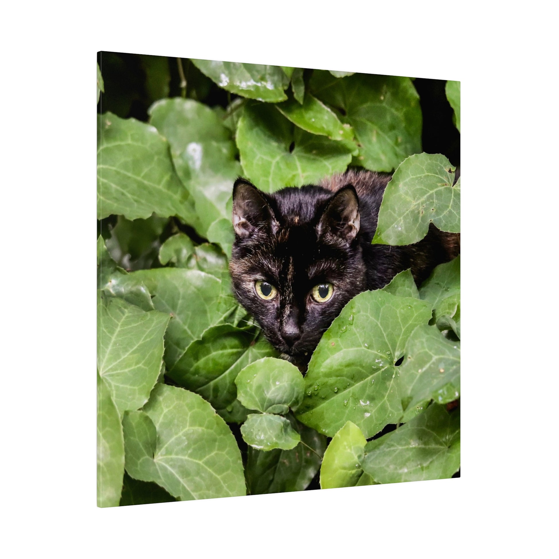 Black cat with pale yellow-green eyes peeks through dense green ivy leaves.