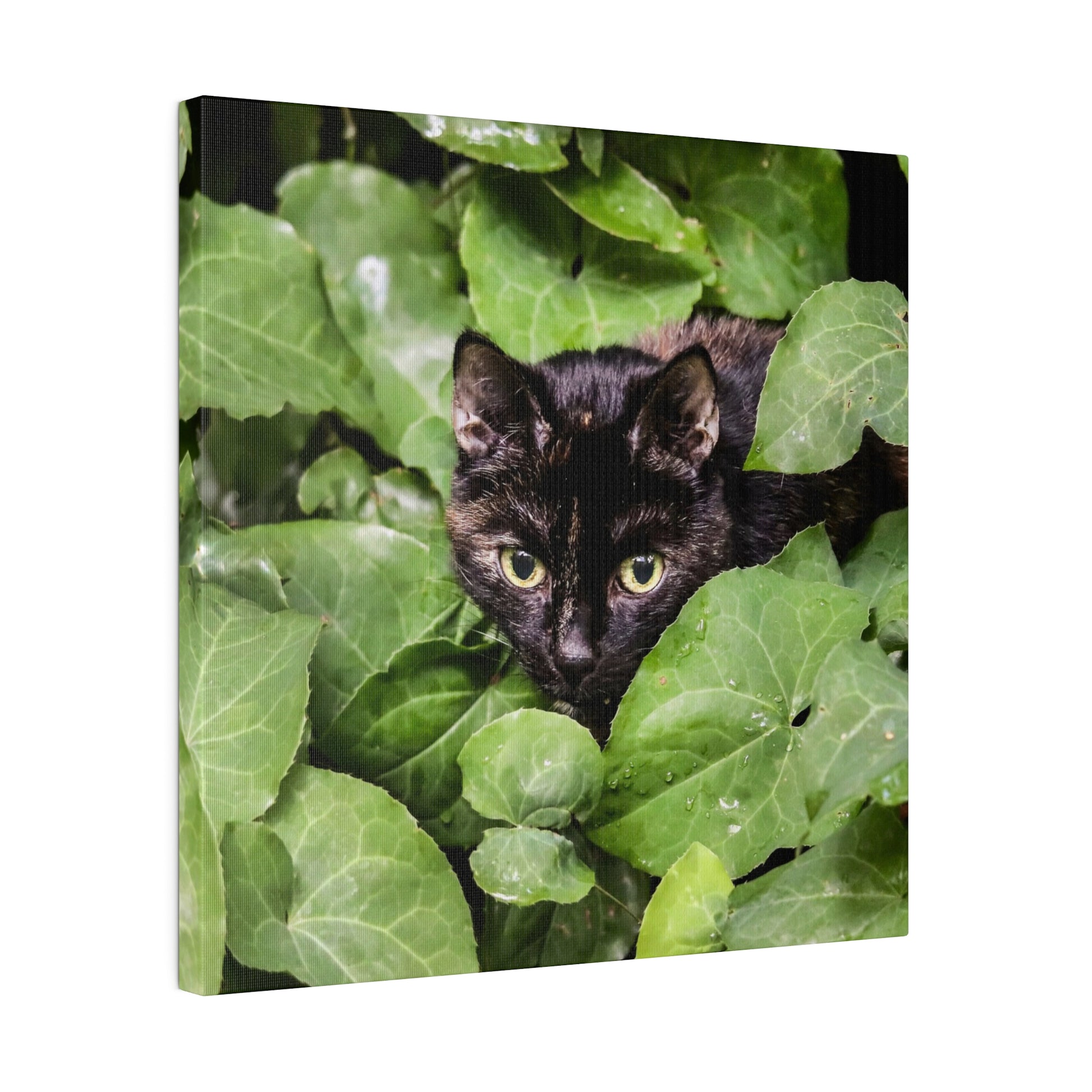 A black cat with yellow-green eyes peeks out from dense green foliage.