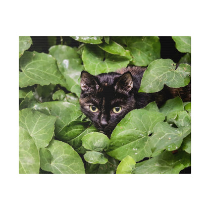 Black cat with yellow eyes crouching among large green ivy leaves.
