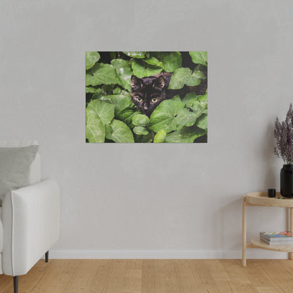 Framed photo of a black cat peeking through dense green ivy leaves on a gray wall.