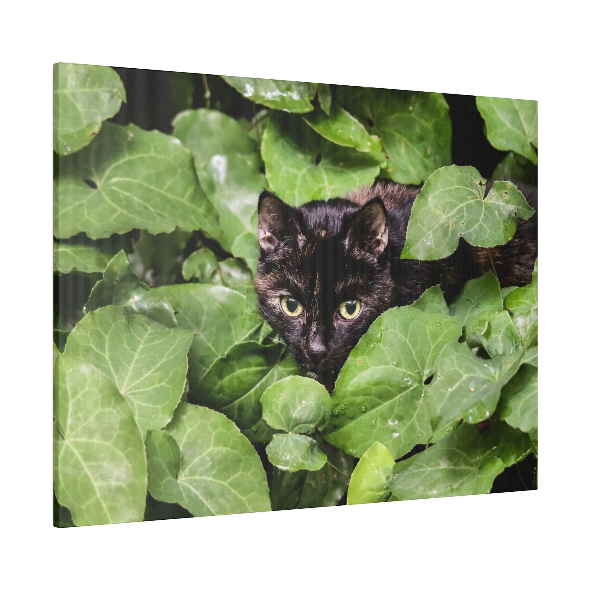A black cat with yellow eyes is hidden among dense, broad green leaves, peering outward.