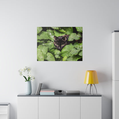 Framed photograph of a black cat peeking through dense green ivy on a white wall.