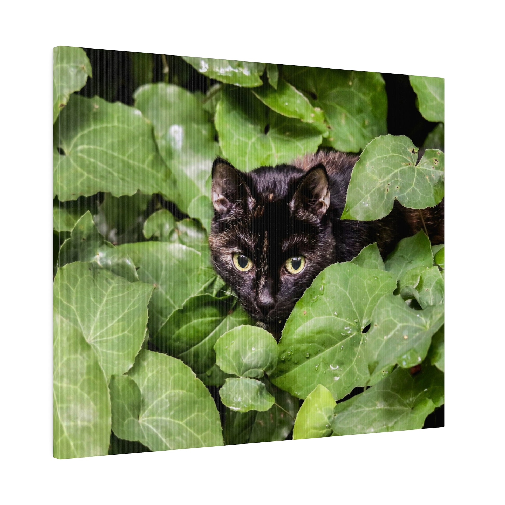 Black cat with yellow-green eyes nestled among large green leaves.