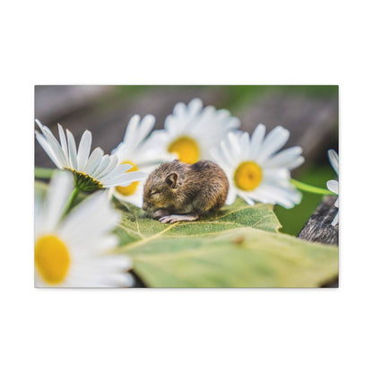 Small brown mouse curled on a green leaf amid white daisies with yellow centers.