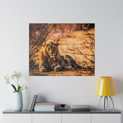 Square wall art portraying a lion resting on the dirt among dry bushes in orange-brown savanna light.