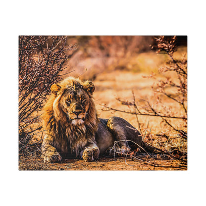 Adult male lion with a thick mane lies on dry, dusty ground among sparse bushes, bathed in warm sunlight.