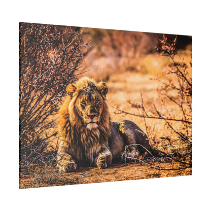A male lion with a thick mane lies on dusty ground among dry bushes in a savannah.