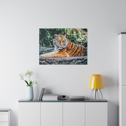 Canvas print of a tiger lying on a rock with green foliage in the background.
