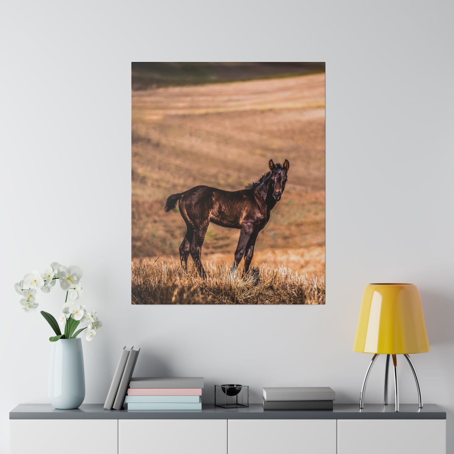 Dark foal standing in the middle of a pasture, looking curiously towards the camera, surrounded by tall grass.