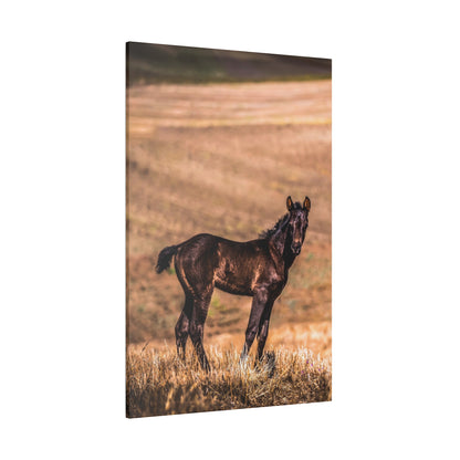 Dark brown foal standing in a dry, golden grass field with blurred rolling hills in the background.