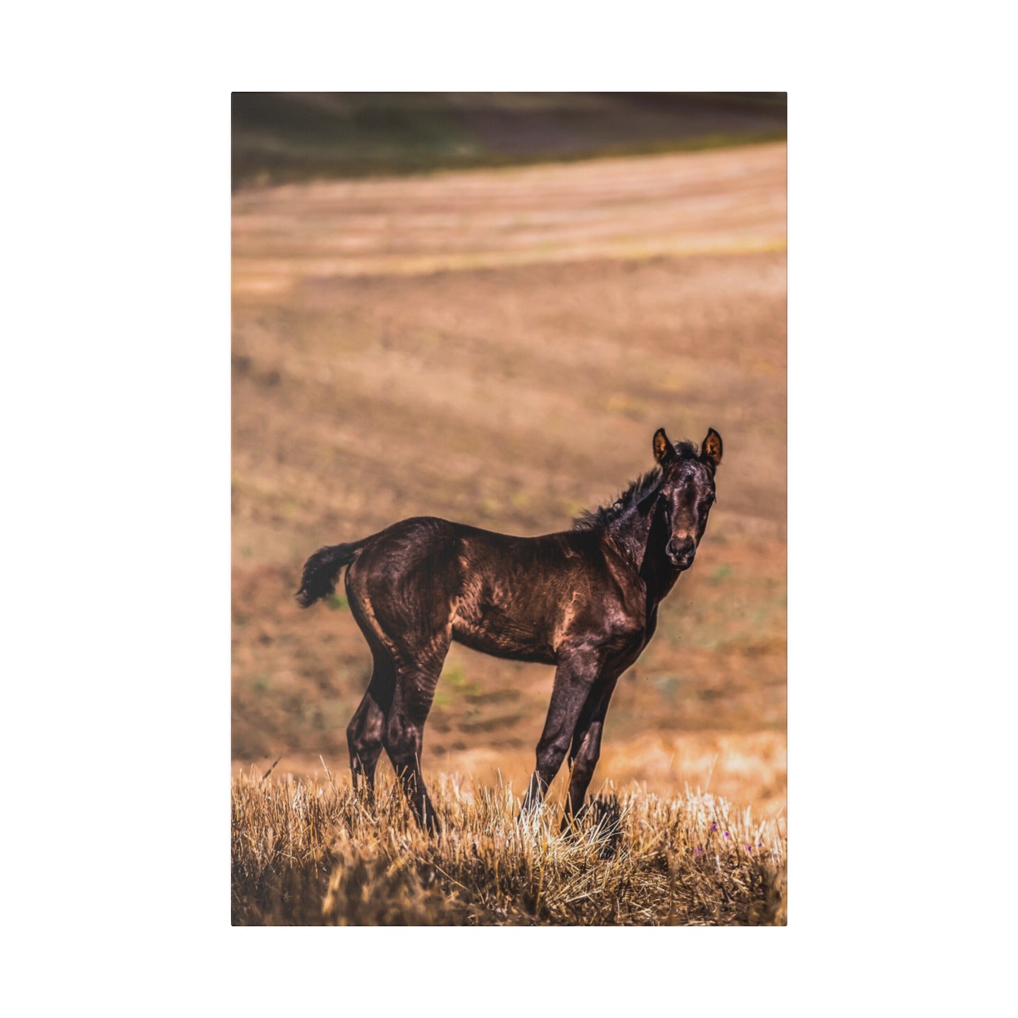 Young colt standing at the edge of the woods, its dark coat contrasting with the greenery of the forest.