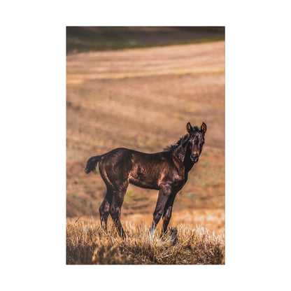 Black colt standing in dry grass with a blurred brown field in the background.